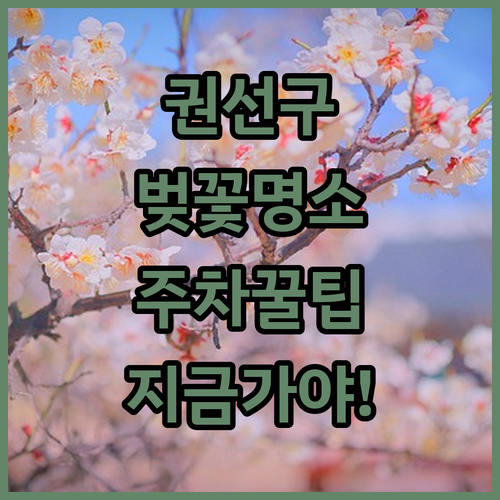 권선구 벚꽃 나들이 정보 명소별 특징과 황구지천 주차 팁
